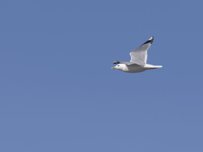 _4030084.jpg