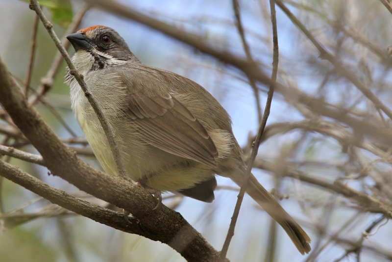 Zapata Sparrow - (Torreornis inexpectata varonai)