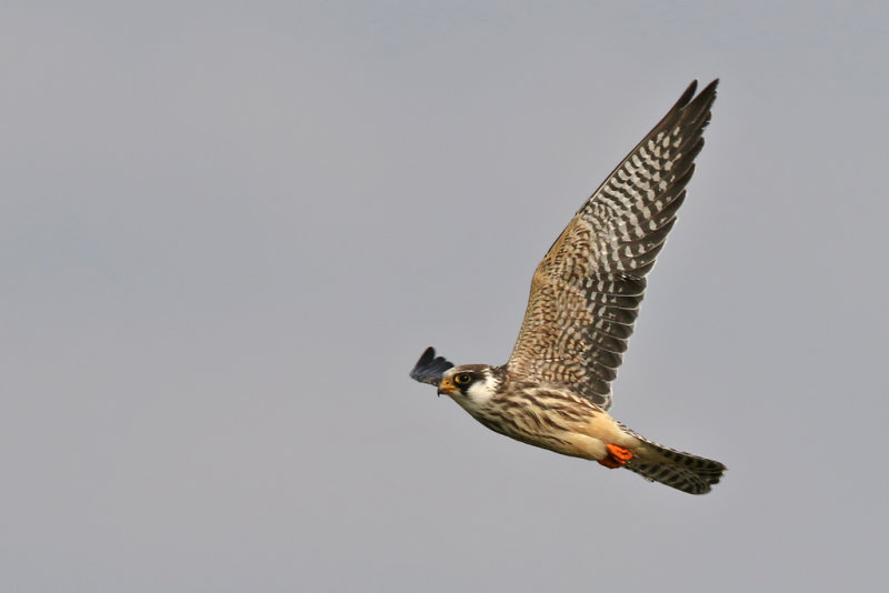 Aftonfalk - Red-footed falcon - (Falco vespertinus)