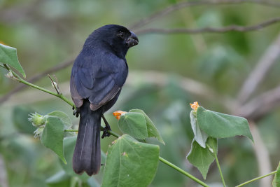 Cuban Bullfinch - (Melopyrrha nigra)