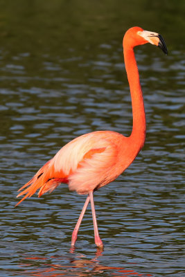 American Flamingo - (Phoenicopterus ruber)