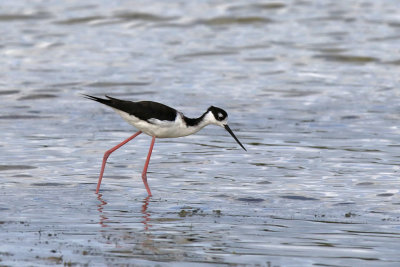 Black-necked Stilt - (Himantopus mexicanus)