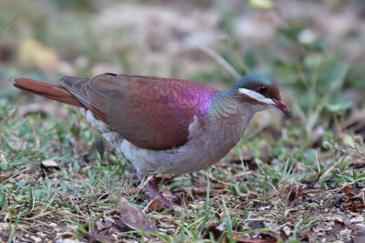 Key West Quail-Dove - (Geotrygon chrysia)