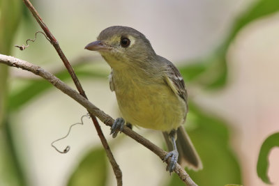 Cuban Vireo - (Vireo gundlachii)