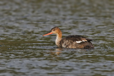 Red-breasted Merganser - (Mergus serrator)