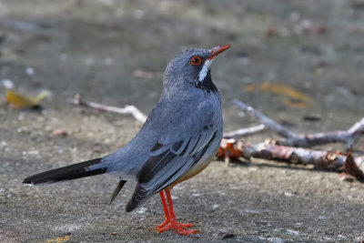 Red-legged Thrush - (Turdus plumbeus)