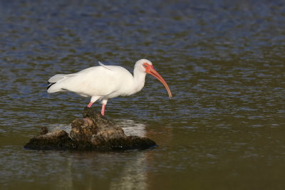 White Ibis - (Eudocimus albus)