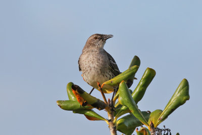 Bahama Mockingbird - (Mimus gundlachii)