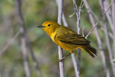 Yellow Warbler - (Setophaga petechia gundlachi)