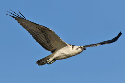 Osprey - (Pandion haliaetus ridgwayi)