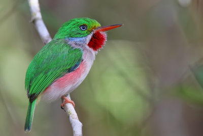 Cuban Tody - (Todus multicolor)