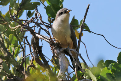 Mangrove cuckoo - (Coccyzus minor)