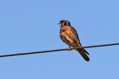 American Kestrel - (Falco sparverius)