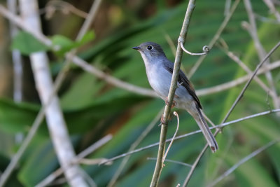 Cuban Solitaire - (Myadestes elisabeth)