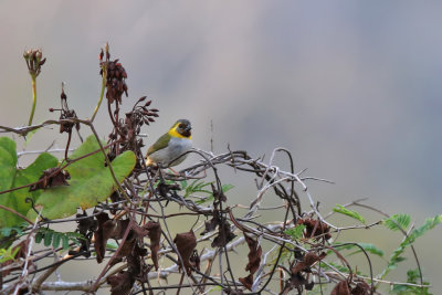 Cuban grassquit - (Tiaris canorus)