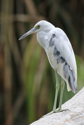 Little Blue Heron - (Egretta caerulea)