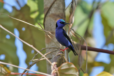 Red-legged Honeycreeper - (Cyanerpes cyaneus)