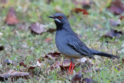 Red-legged Thrush - (Turdus plumbeus)