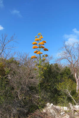 Cayo Guillermo