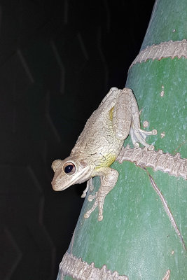Cuban Treefrog - (Osteopilus septentrionalis)