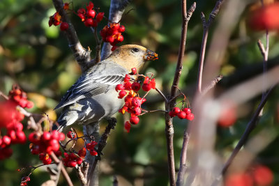 Tallbit - Pine Grosbeak - (Pinicola enucleator)