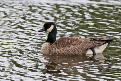 Cackling Goose - (Branta hutchinsii)