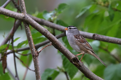 White-crowned Sparrow - (Zonotrichia leucophrys)