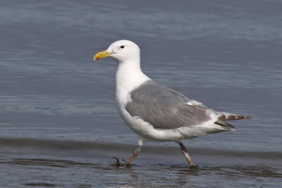 Glaucous - winged Gull - (Larus glaucescens)