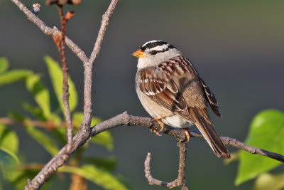 White- crowned Sparrow -(Zonotrichia leucophrys)