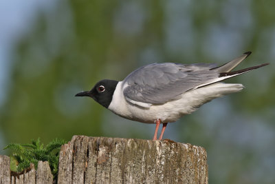 Bonapartes Gull - (Larus philadelphia)