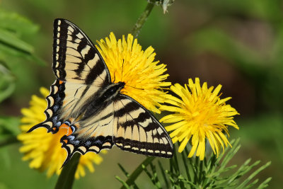 Swallowtail - (Papilio machaon aliaska)