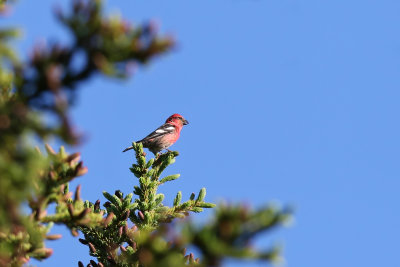 Two-barred Crossbill - (Loxia leucoptera)