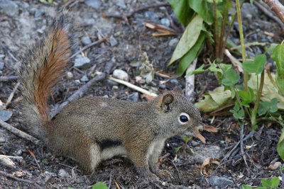 American Red Squirrel - (Tamiasciurus hudsonicus)