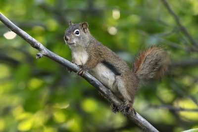 American Red Squirrel - (Tamiasciurus hudsonicus)