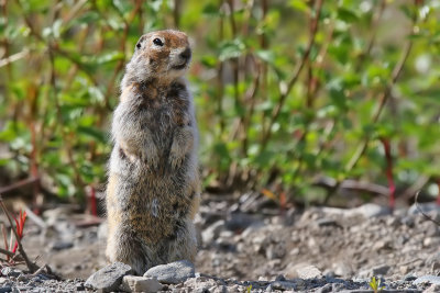 Arctic Ground Squirrel - (Spermophilus parryii)