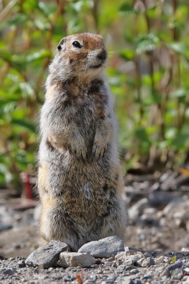 Arctic Ground Squirrel - (Spermophilus parryii)