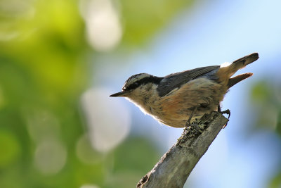 Red - breasted Nuthatch - (Sitta canadensis)