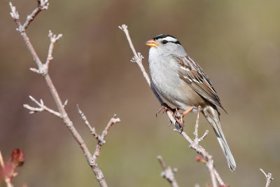 White- crowned Sparrow -(Zonotrichia leucophrys)