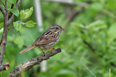 Lincoln Sparrow - (Melospiza lincolnii)