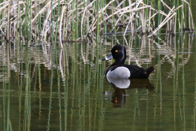 Ring-necked Duck - (Aythya collaris)