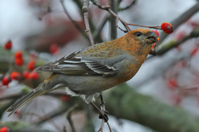 Tallbit - Pine Grosbeak - (Pinicola enucleator)