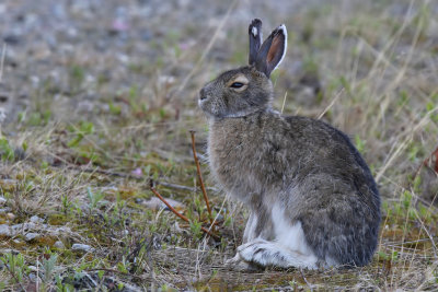 Snowshoe Hare - (Lepus americanus)