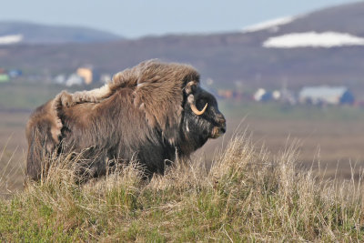Muskox - (Ovibos moschatus)