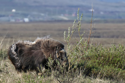 Muskox - (Ovibos moschatus)