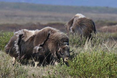 Muskox - (Ovibos moschatus)