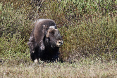 Muskox - (Ovibos moschatus)