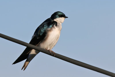 Tree Swallow - (Tachycineta bicolor)