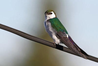 Violet-green Swallow - (Tachycineta thalassina)