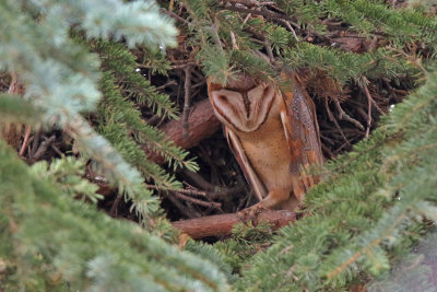 Tornuggla - Western Barn Owl - (Tyto alba guttata)