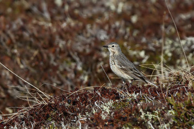 Buff-bellied Pipit - (Anthus rubescens)